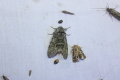 Macrurocampa marthesia