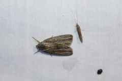 Acronicta lithospila
