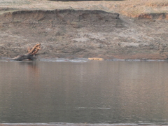 Crocodylus niloticus