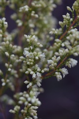 Erica leucanthera