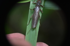 Perloidea