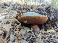 Suillellus amygdalinus