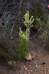 Erica leucanthera