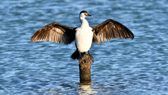 Phalacrocorax varius hypoleucos