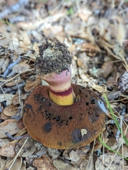 Suillellus amygdalinus