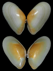 Tellinidae