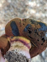 Suillellus amygdalinus