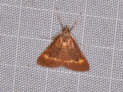 Pyrausta pseuderosnealis