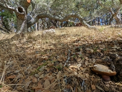 Suillellus amygdalinus