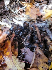 Coprinopsis atramentaria