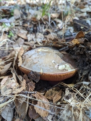 Suillellus amygdalinus