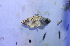 Pantographa limata