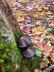 Coprinopsis atramentaria