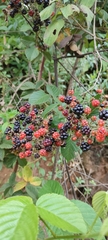 Rubus fruticosus
