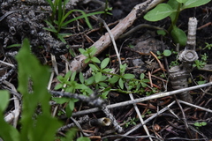 Galium trifidum