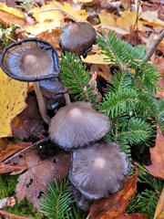 Coprinopsis atramentaria