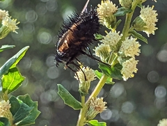 Paradejeania rutilioides