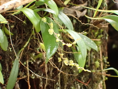 Stelis