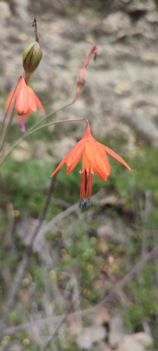 Image of Bessera elegans by no rights reserved