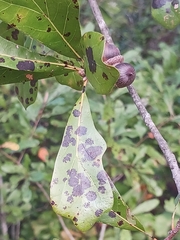 Quercus hemisphaerica