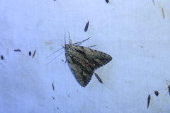 Catocala coccinata