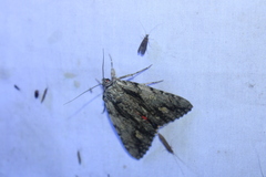 Catocala coccinata