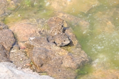 Pelophylax perezi