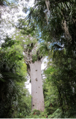 Freycinetia banksii