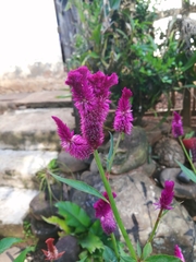 Celosia