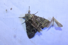 Macrurocampa marthesia