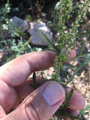 Ambrosia confertiflora