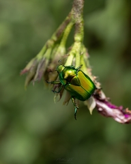 Calomacraspis splendens