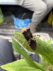 Hypselonotus punctiventris