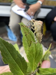Hypselonotus punctiventris