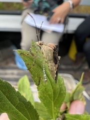 Hypselonotus punctiventris