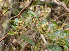 Muehlenbeckia