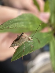 Hypselonotus punctiventris
