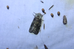 Macrurocampa marthesia