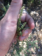 Ambrosia confertiflora