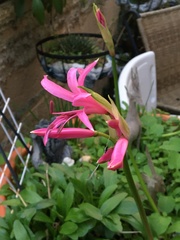 Nerine bowdenii