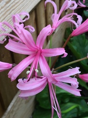 Nerine bowdenii
