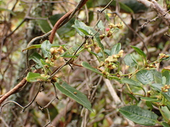 Muehlenbeckia