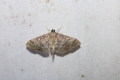 Herpetogramma aeglealis