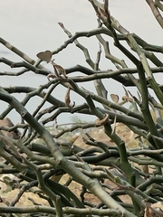 Euphorbia tithymaloides image