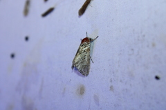 Harrisimemna trisignata