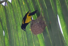 Icterus prosthemelas