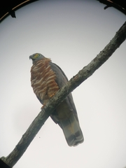 Chondrohierax uncinatus