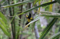 Icterus prosthemelas