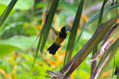 Icterus prosthemelas