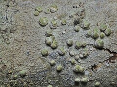 Syncesia byssina